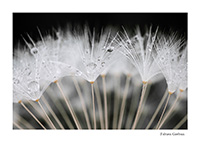 gouttes de rosée sur un pissenlit