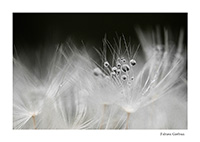 gouttes de rosée sur un pissenlit