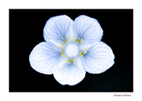 clair obscur sur la parnassie