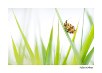 Papillon dans la tourbière