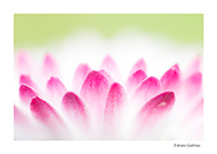 pétales de paquerette