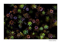 sphaignes de la tourbière