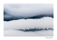paysage de forêt dans la brume
