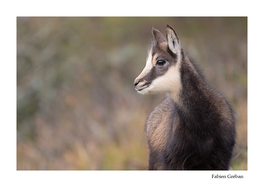 photo d'un jeune chamois en automne