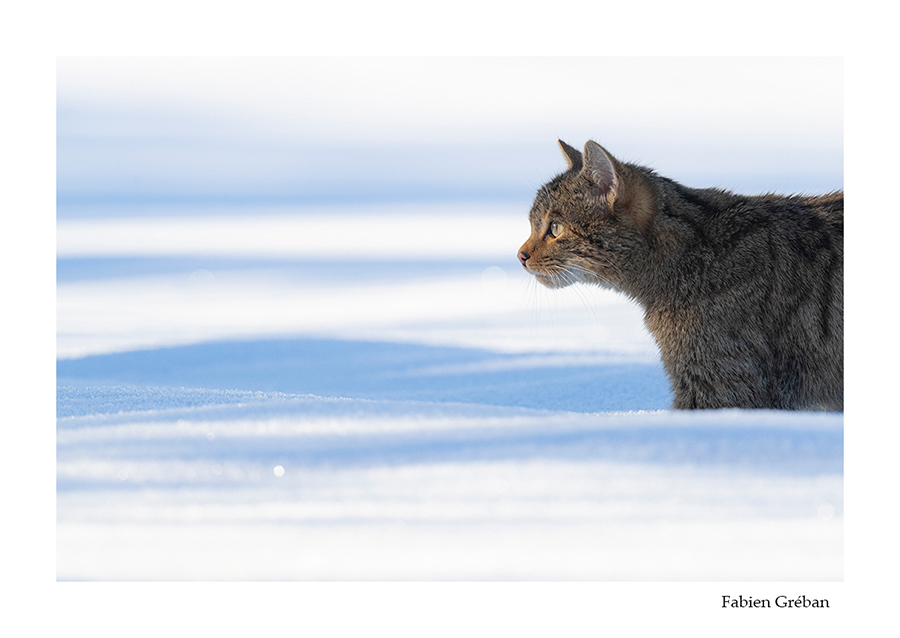 photo de chat forestier en hiver