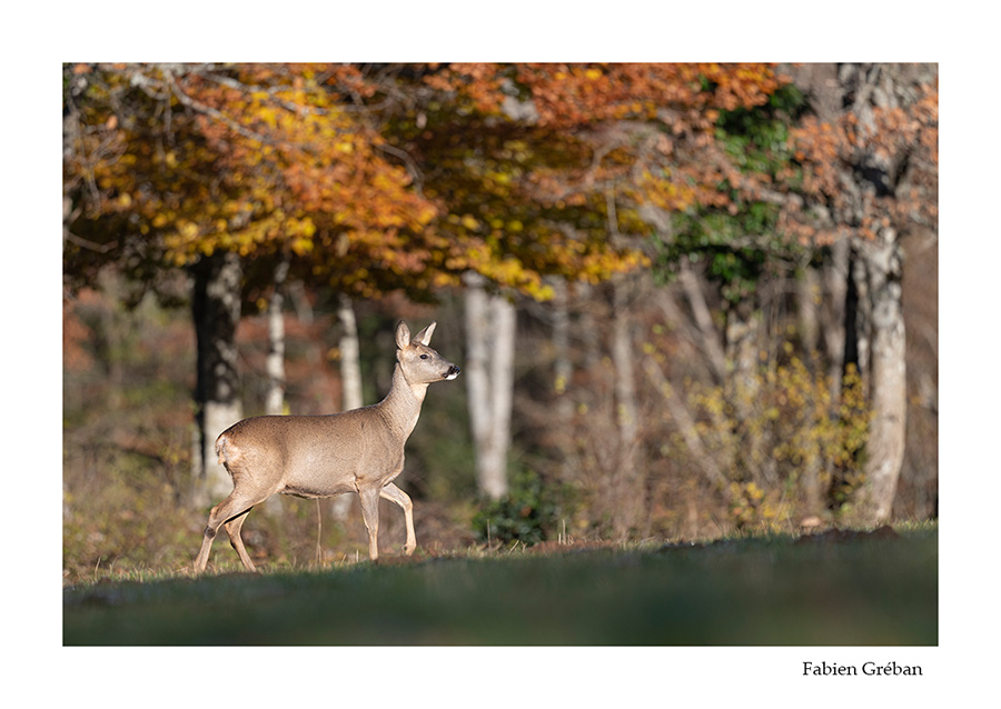 photo de chevreuil en automne