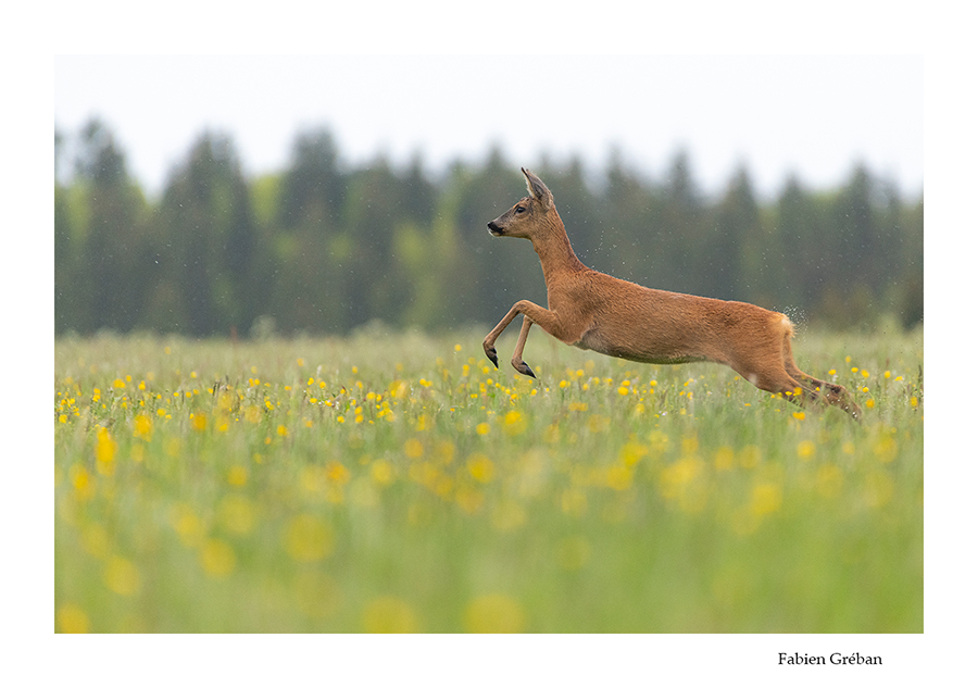 chevreuil qui courre sous la pluie