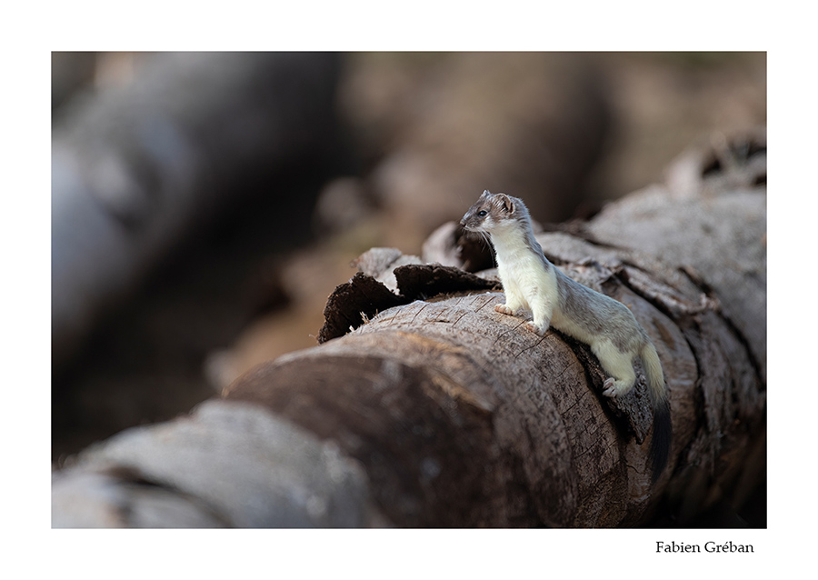 hermine dans une pile de grume