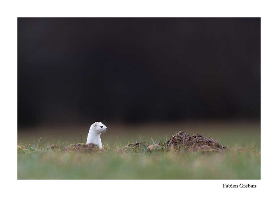 hermine blanche dans la prairie verte