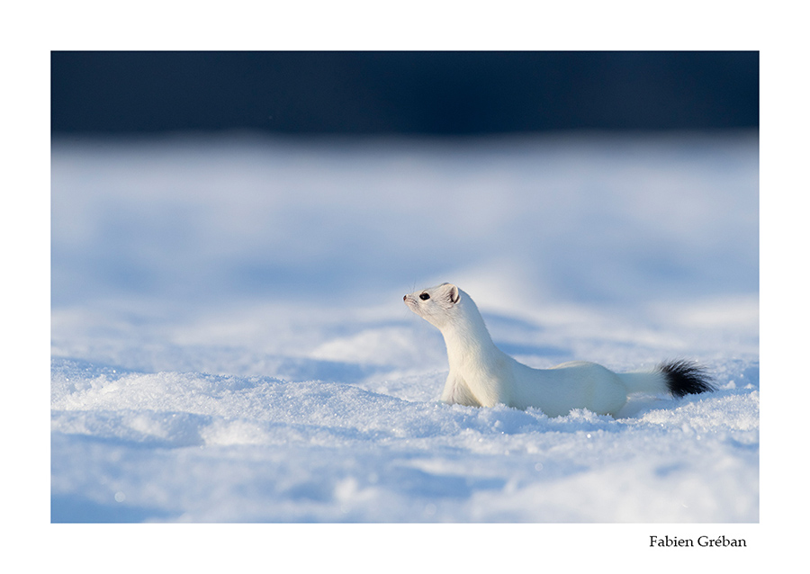 hermine sur la neige gelée