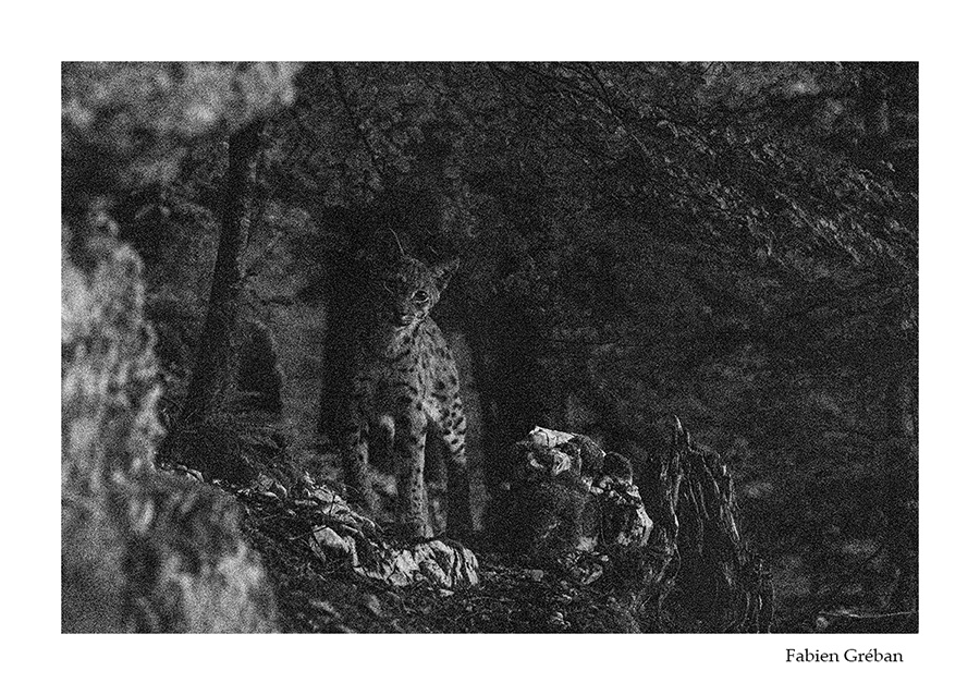 photo de lynx boréal