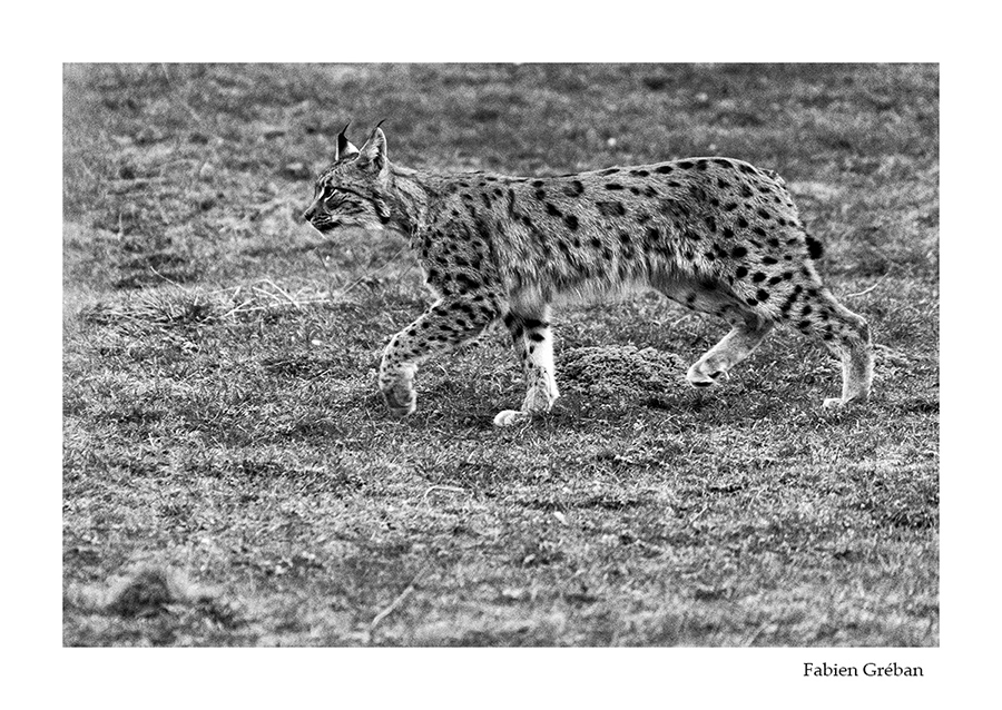 photo de lynx en noir et blanc