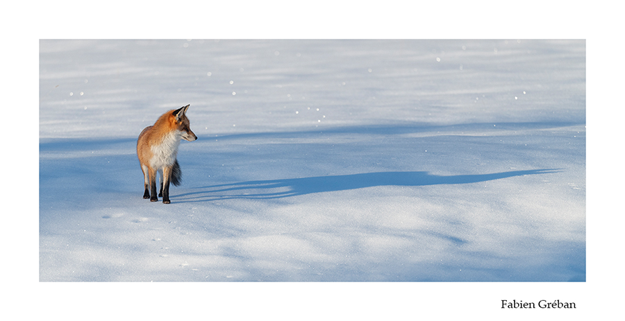 photo de renard et de son ombre sur la neige