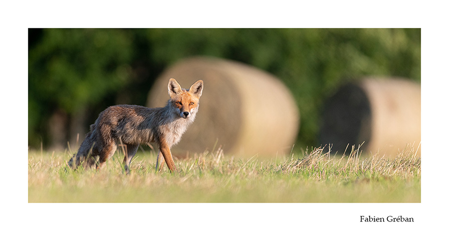 photo de renard pendant la fenaison