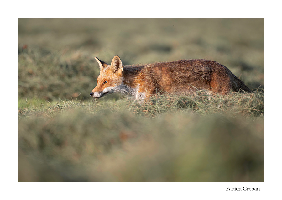 photo de renard pendant les foins