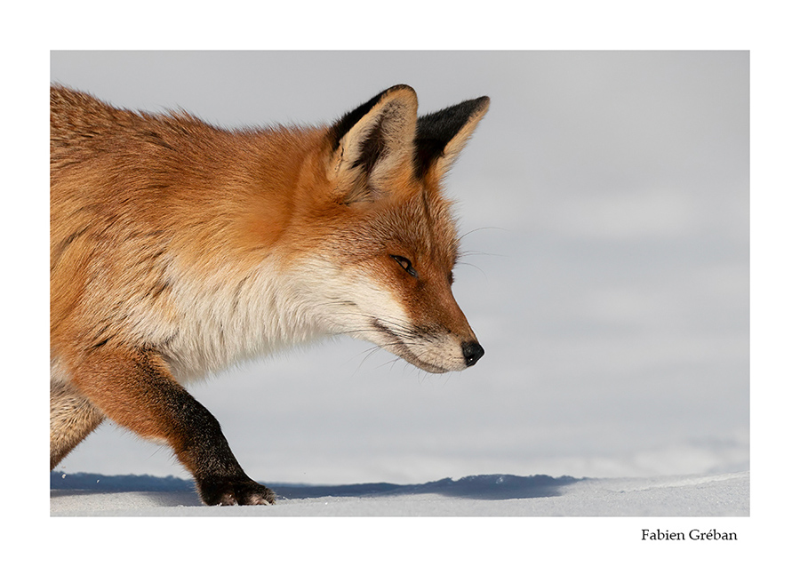 renard roux sur la neige au soleil
