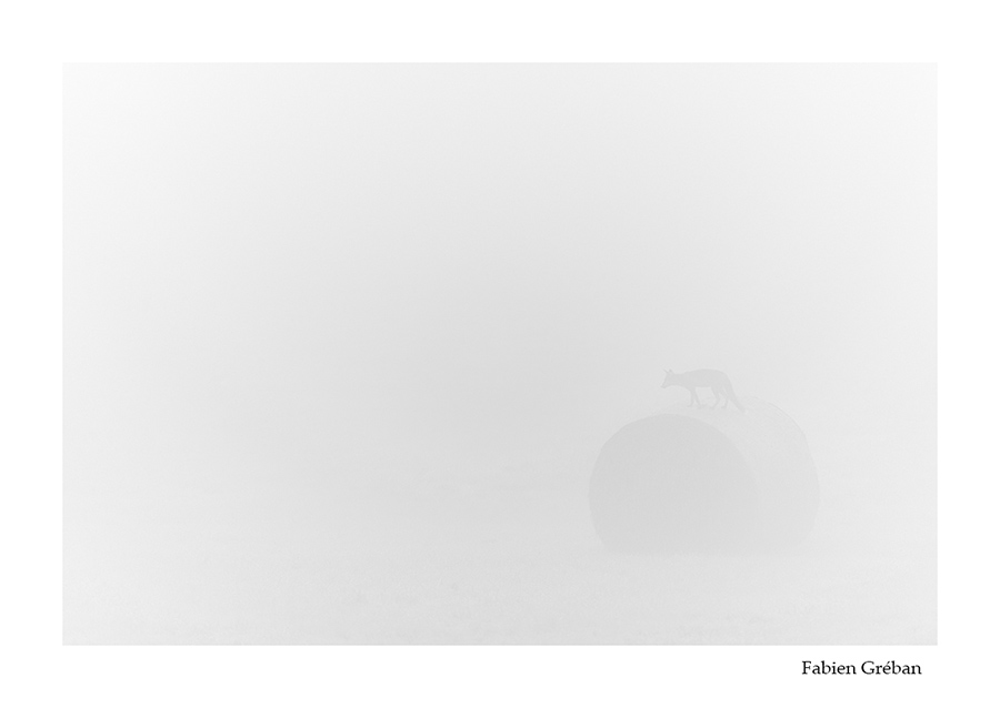 photo de renard sur une balle de foin