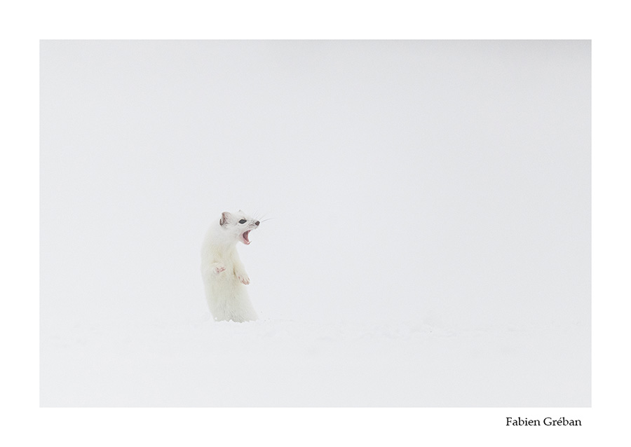 photo de hermine en hiver