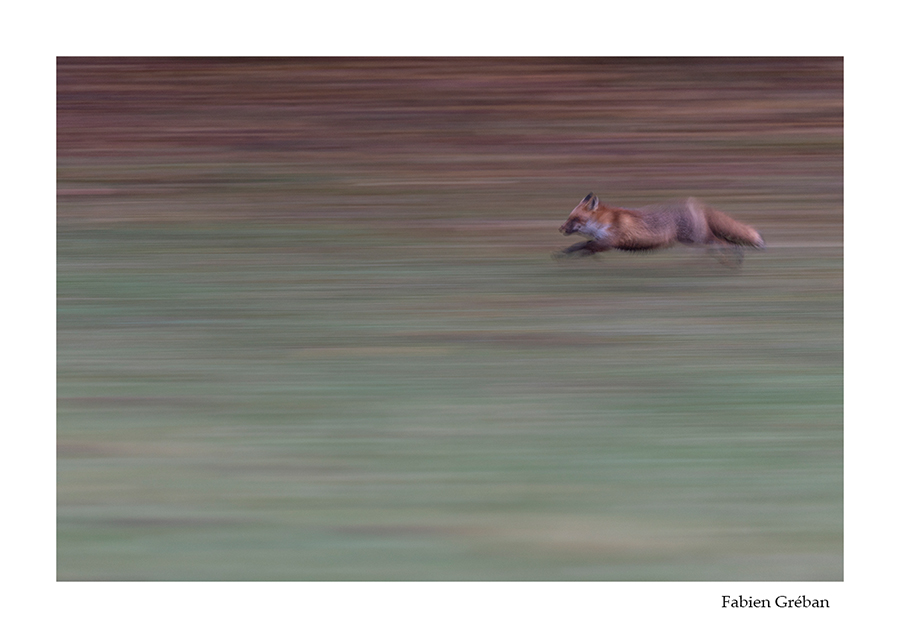 photo de renard en filé