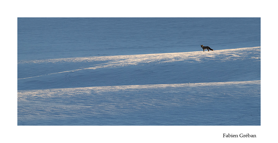 photo de renard en hiver
