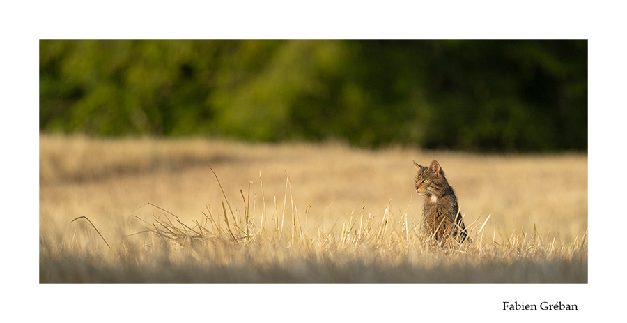 photo de chat forestier