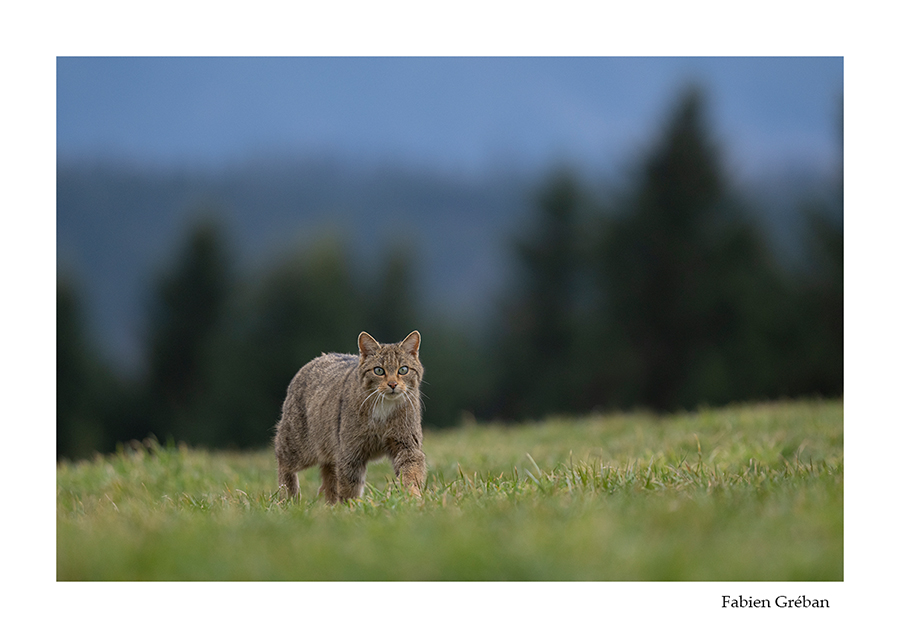 photo de chat forestier