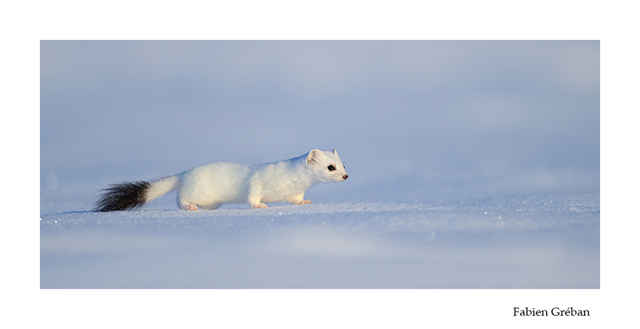 photo d'hermine sur la neige 
