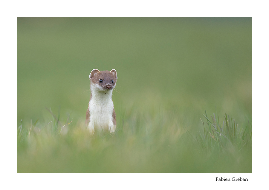 photo d'une hermine au printemps