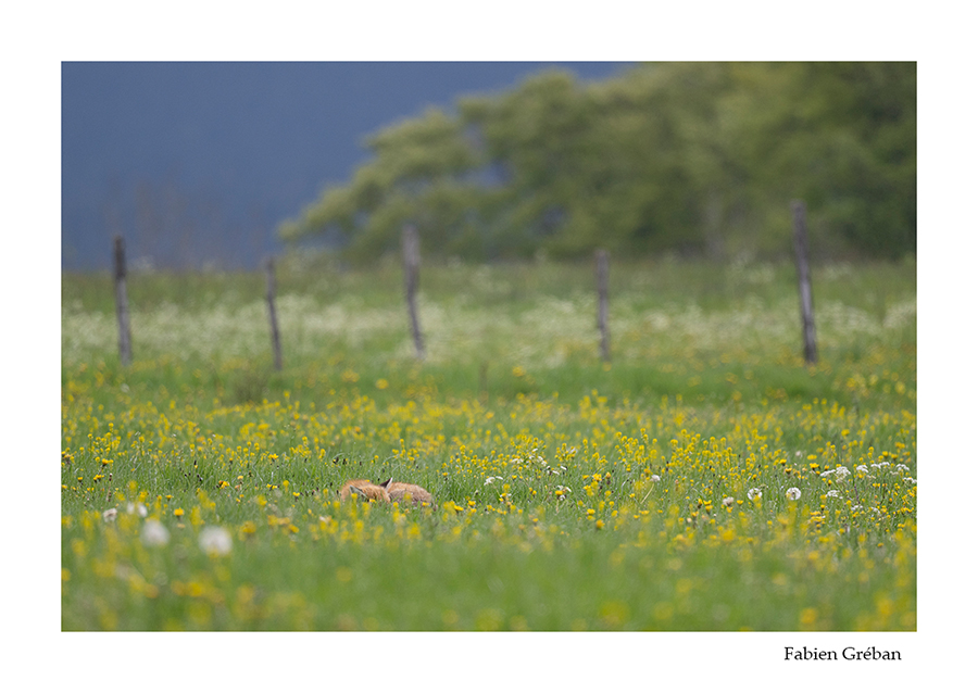 photo de renard qui fait la sieste