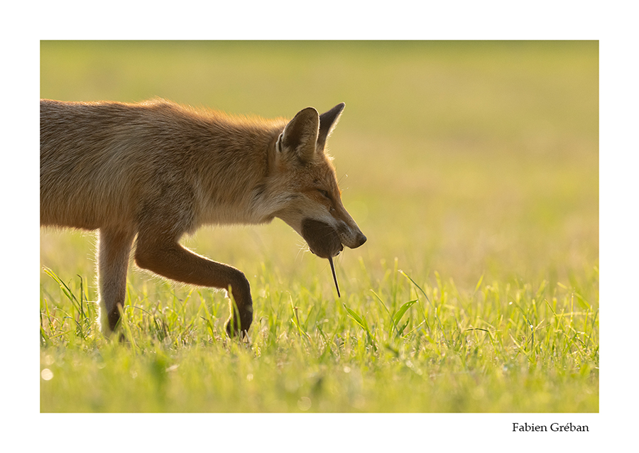 photo de renard avec un campagnol dans la gueule