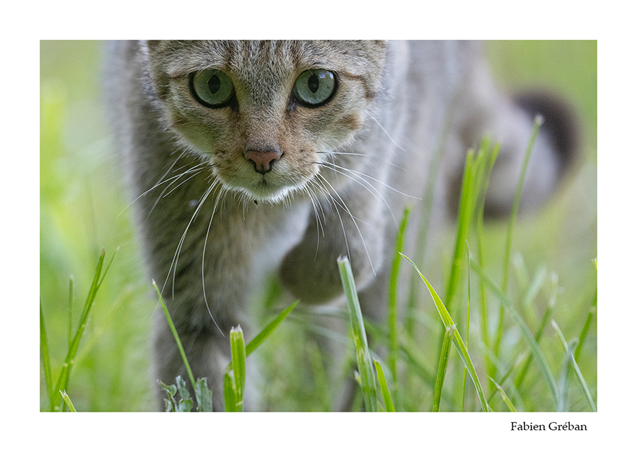 photo portrait de chat forestier