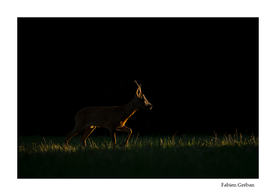photo de chevreuil en clair-obscur