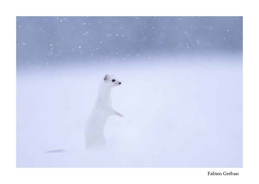 photo d'hermine dans la prairie enneigée 
