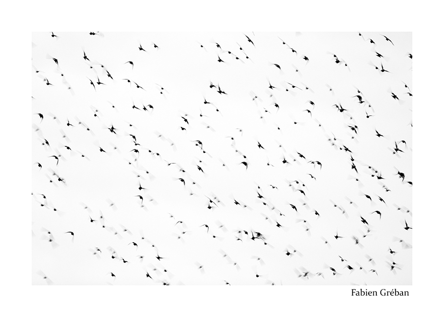 photo d'étourneaux en basse vitesse 