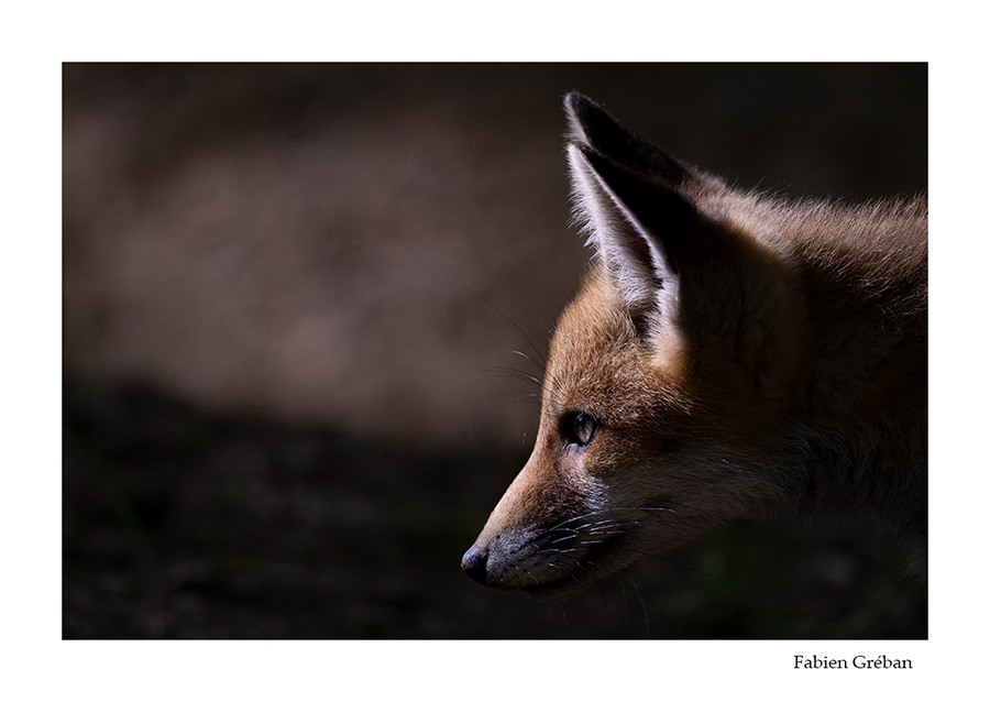 photo de renard dans la foret