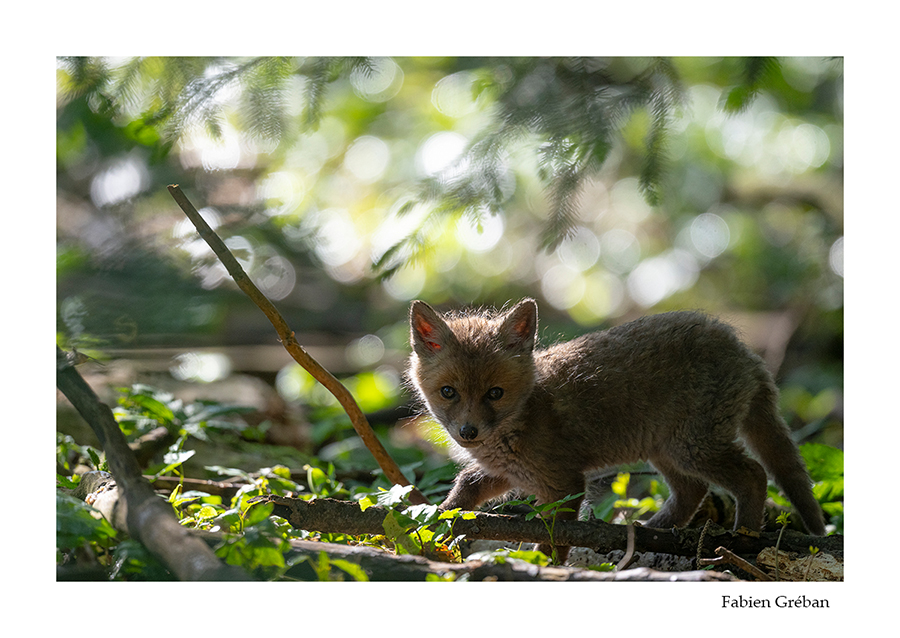 photo de renardeau en foret