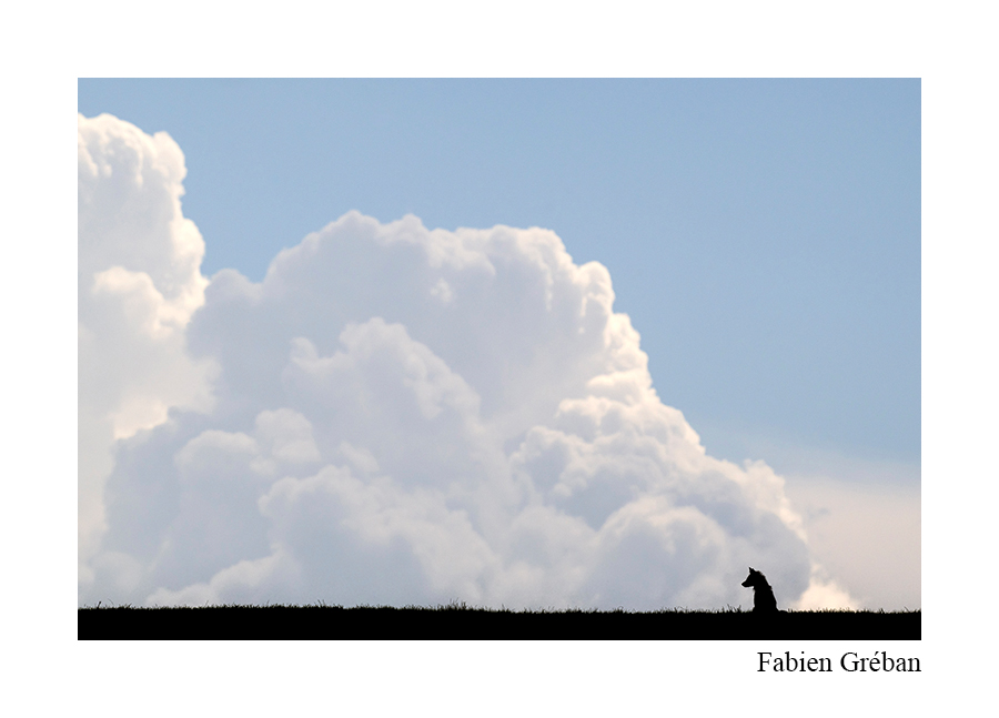 photo de renard en contre-jour devant un ciel d'orage
