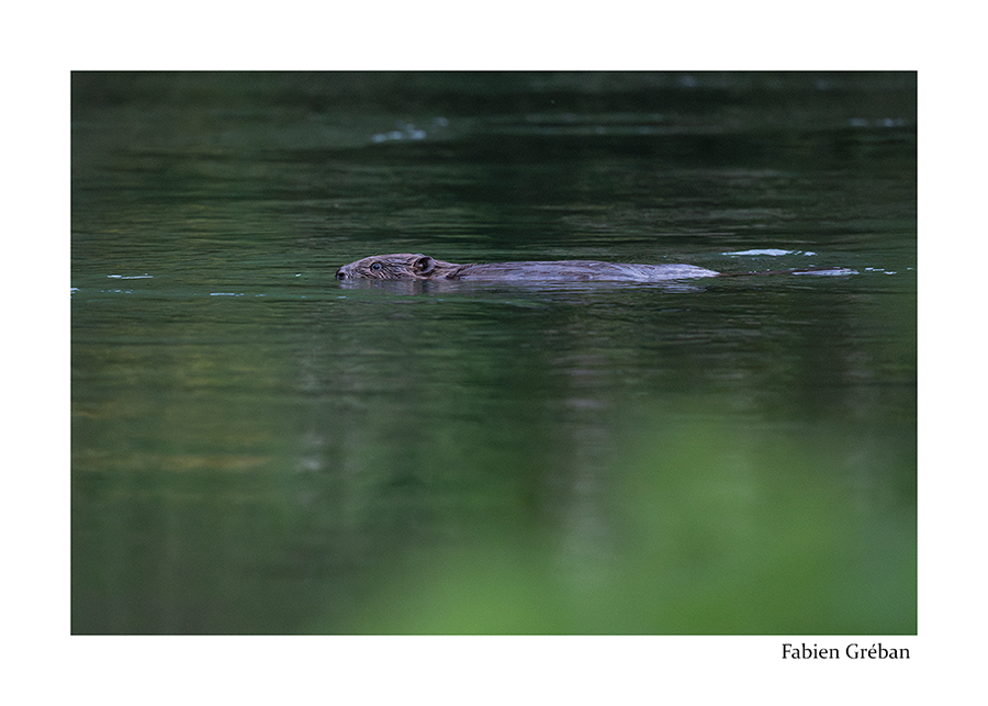 photo de castor sur la rivière