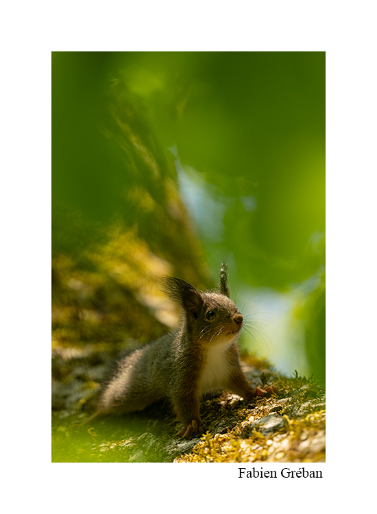 photo d'ecureuil dans un tilleul 