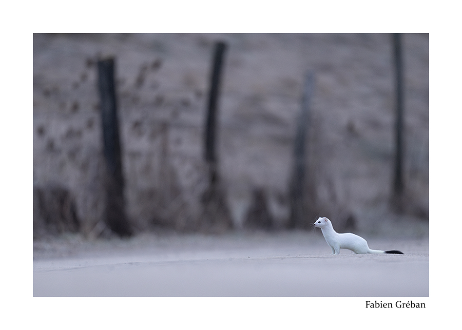 photo d'une hermine sur la route 