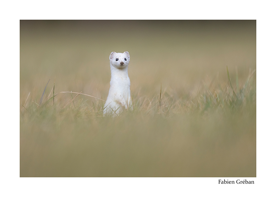 photo d'une hermine dans la prairie 