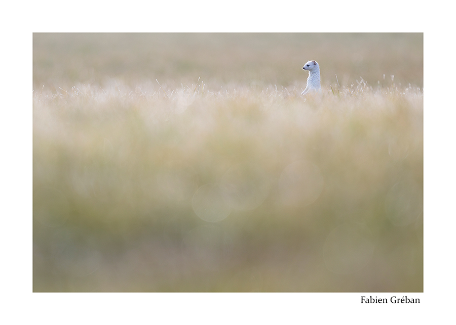 photo d'une hermine blanche dans une prairie verte