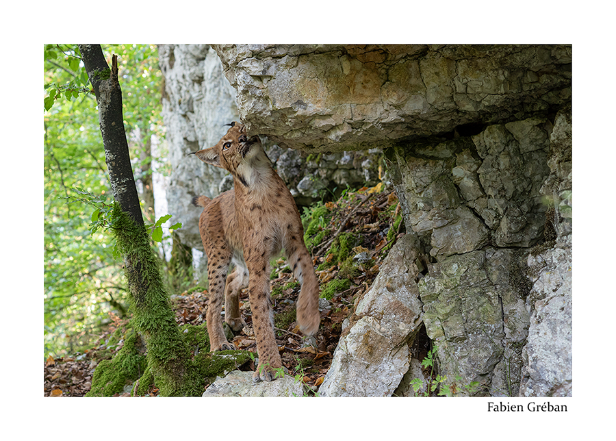 photo de lynx boreal dans le massif du jura