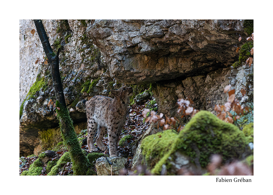photo d'une femelle lynx sur la borne de marquage