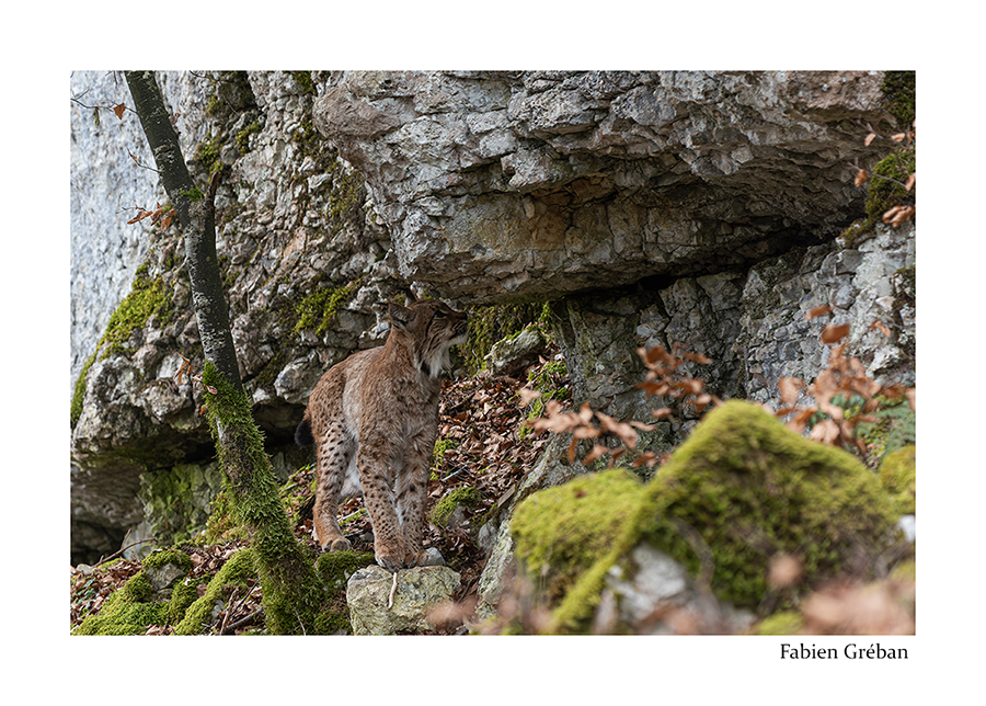 photo d'un lynx mâle sur la borne de marquage