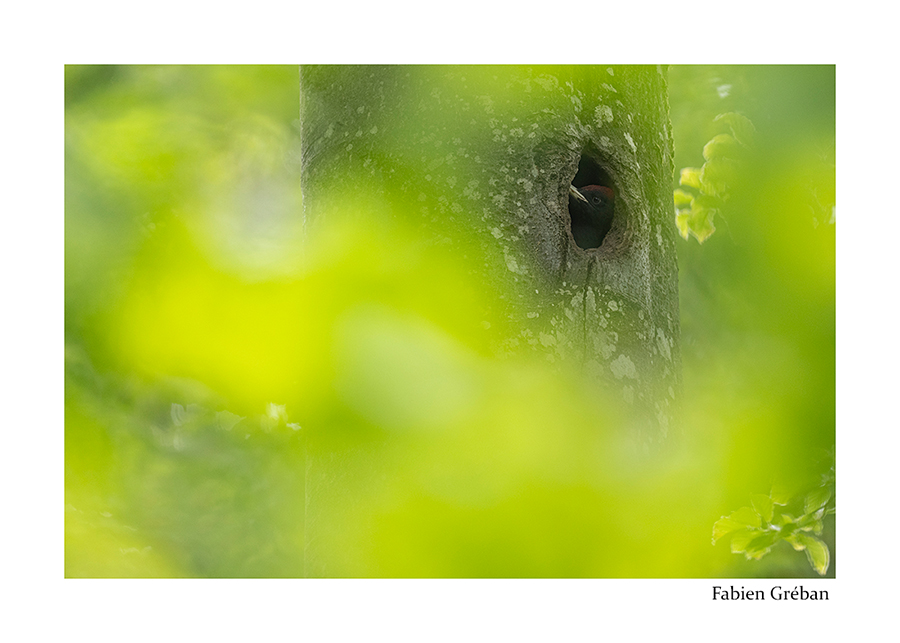 photo de jeune pic noir