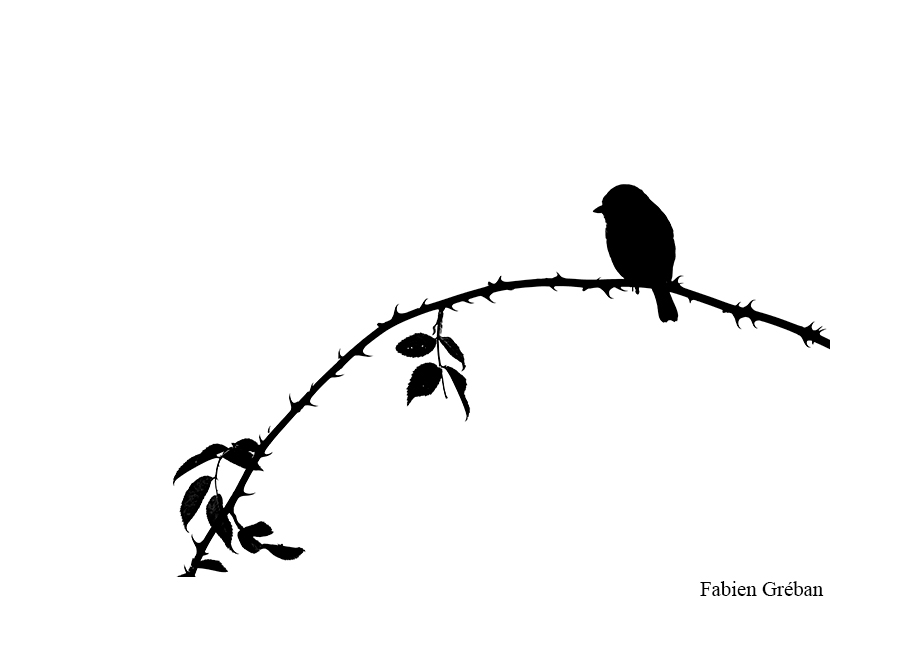 photo d'une mésange bleue à contre-jour