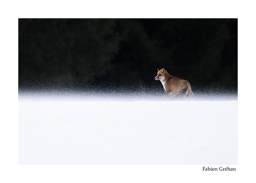 photo de renard dans la tempête en hiver 