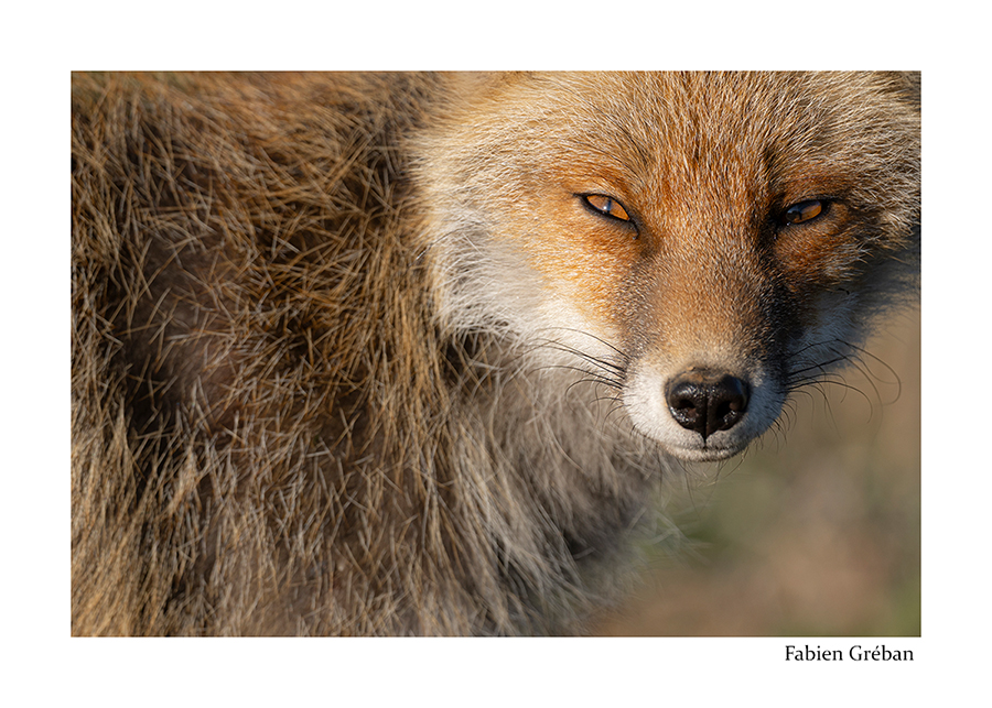 photo d'un renard en portrait