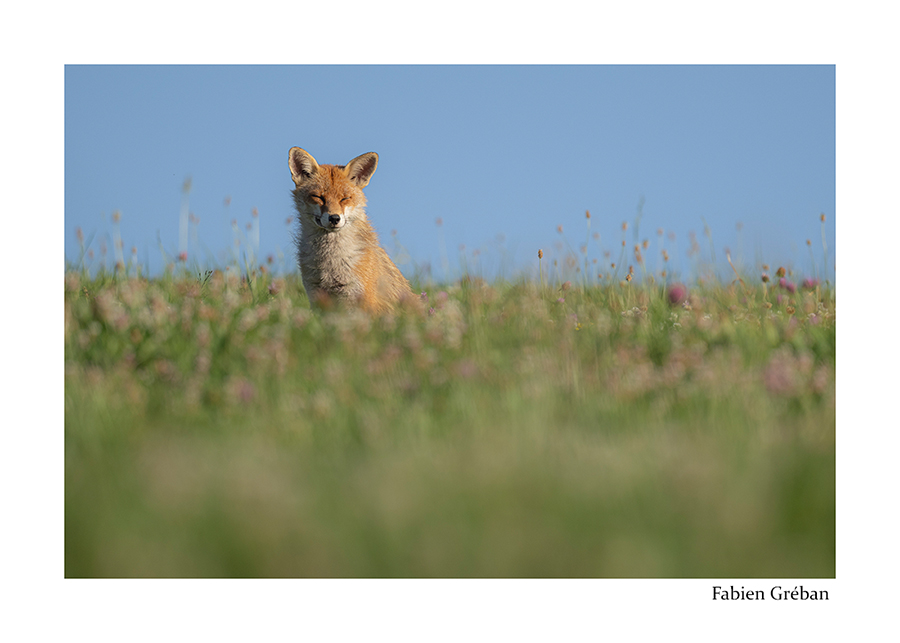 photo de renard qui prend un bain de soleil